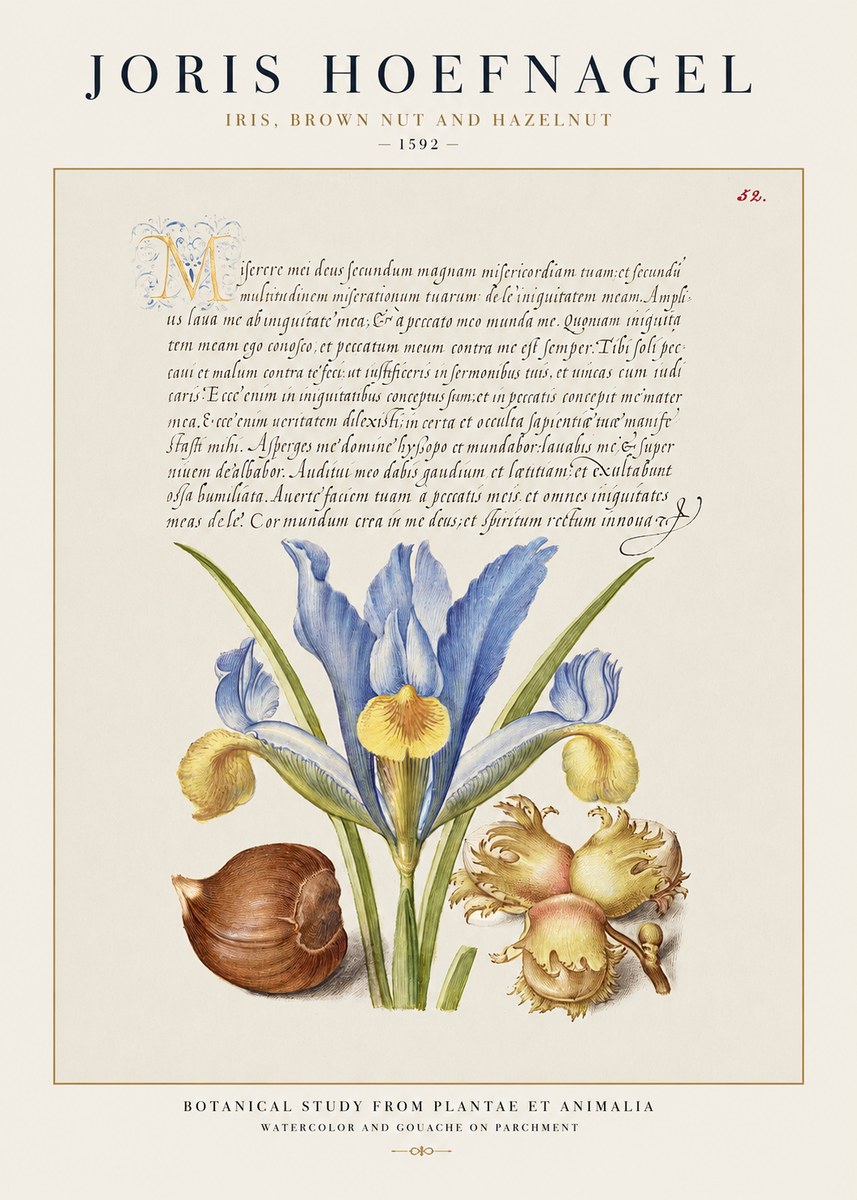 Joris Hoefnagel Iris, Brown Nut and Hazelnut No1 - Plakat