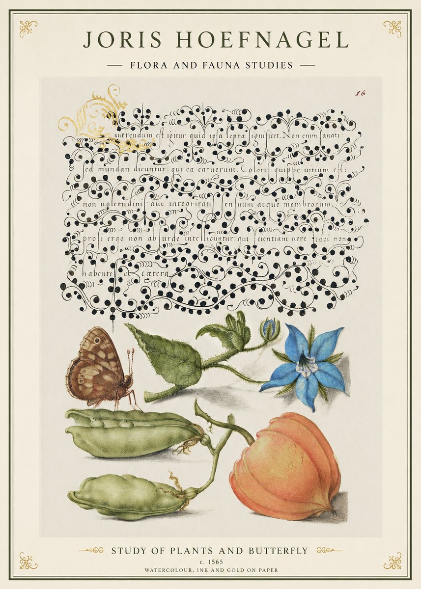 Joris Hoefnagel Study of Plants and Butterfly No1 - Plakat