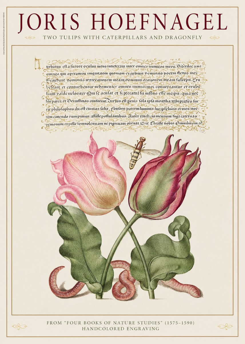 Joris Hoefnagel Two Tulips with Caterpillars and Dragonfly No1 - Plakat