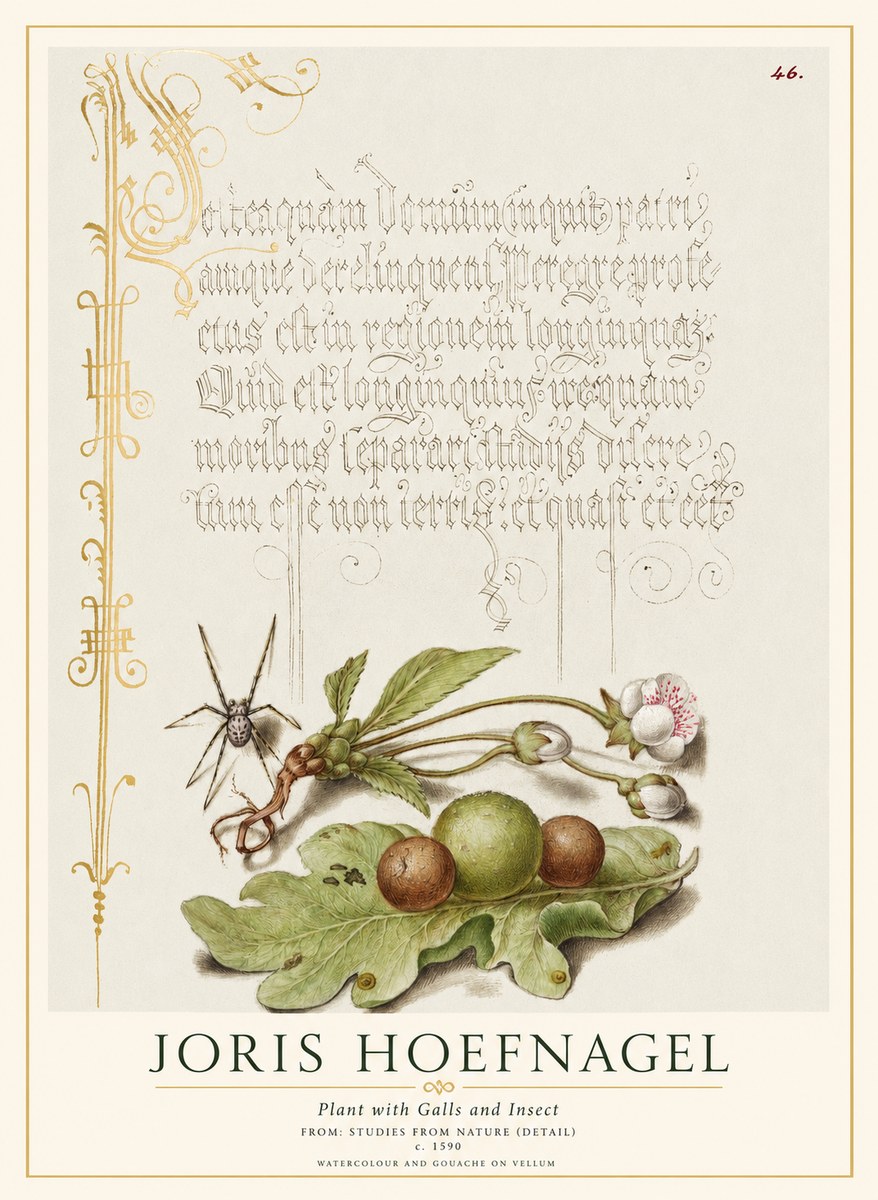 Joris Hoefnagel Plant with Galls and Insect No1 - Plakat