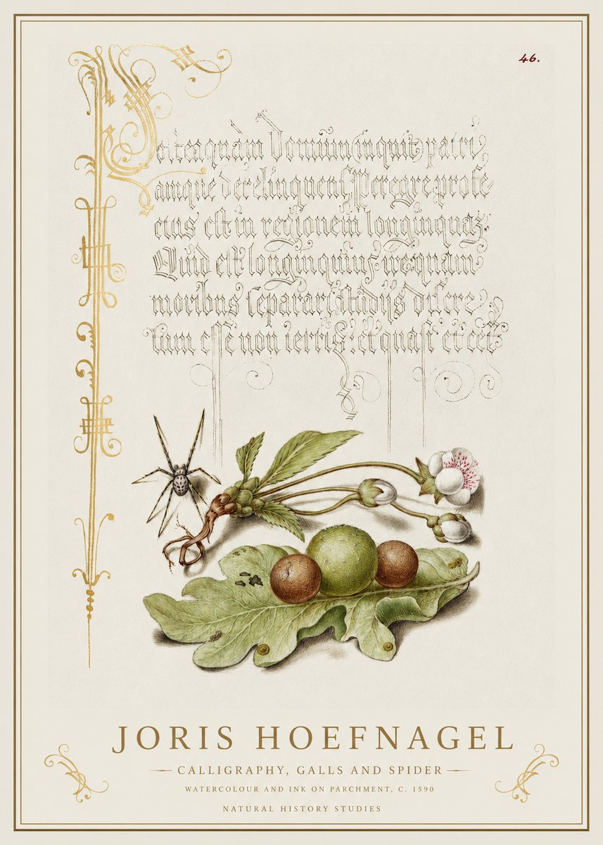 Joris Hoefnagel Plant with Galls and Insect No2 - Plakat