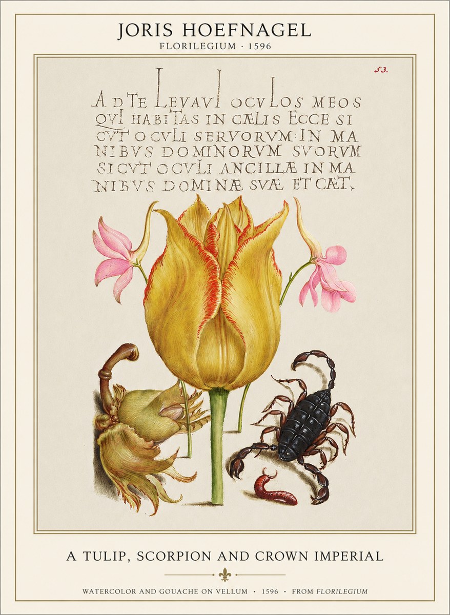 Joris Hoefnagel A Tulip, Scorpion and Crown Imperial No1 - Plakat
