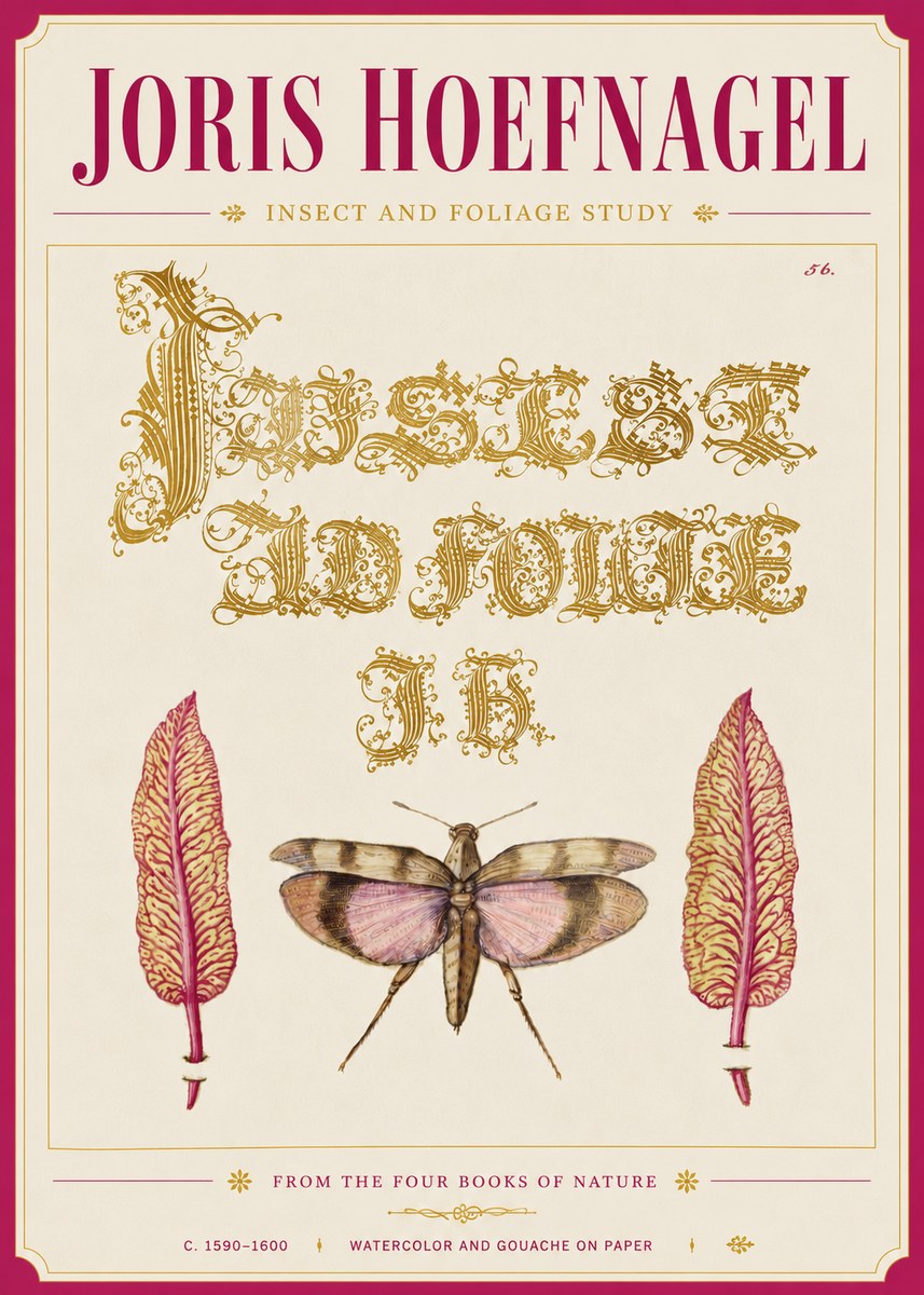 Joris Hoefnagel Insect and Foliage Study No6 - Plakat