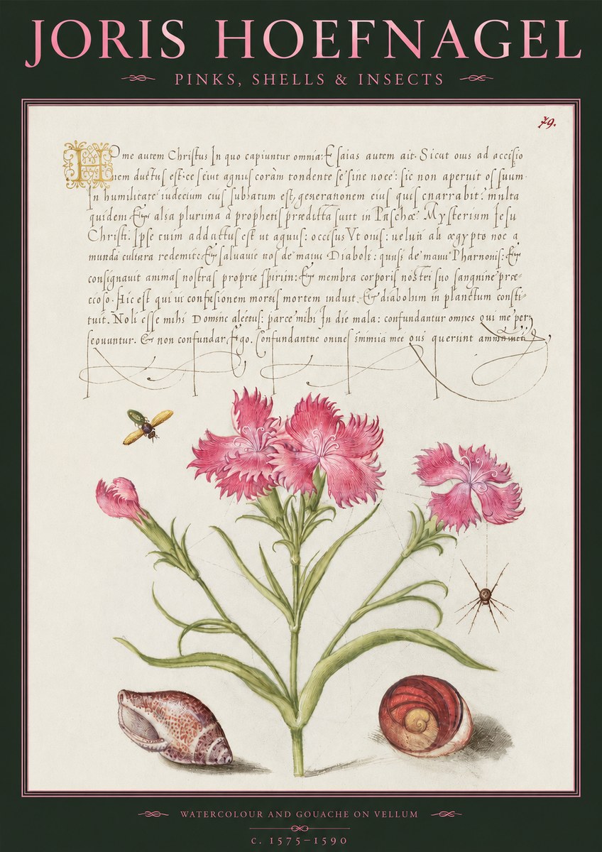Joris Hoefnagel Pinks, Shells & Insects No2 - Plakat