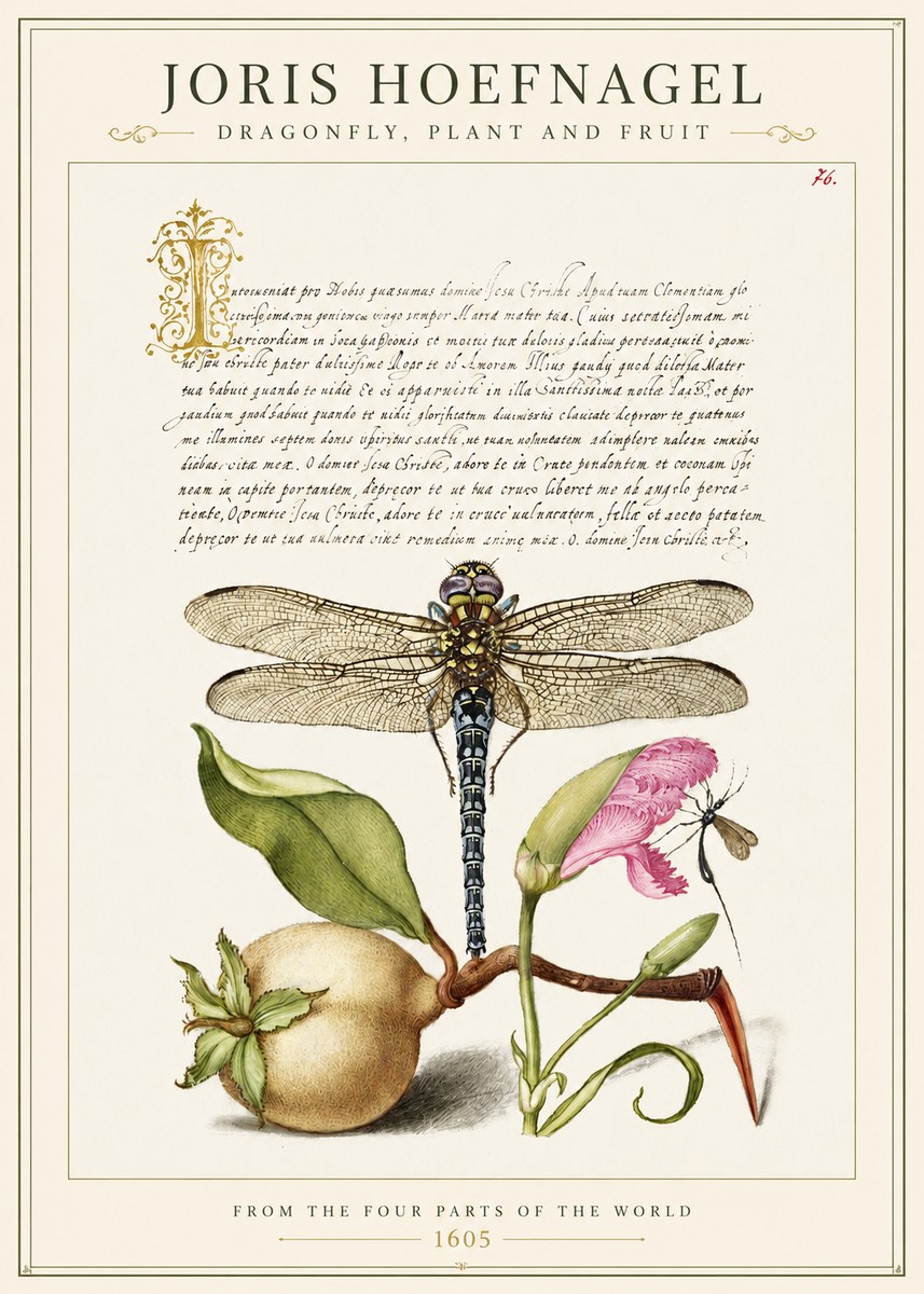 Joris Hoefnagel Dragonfly, Plant and Fruit No1 - Plakat