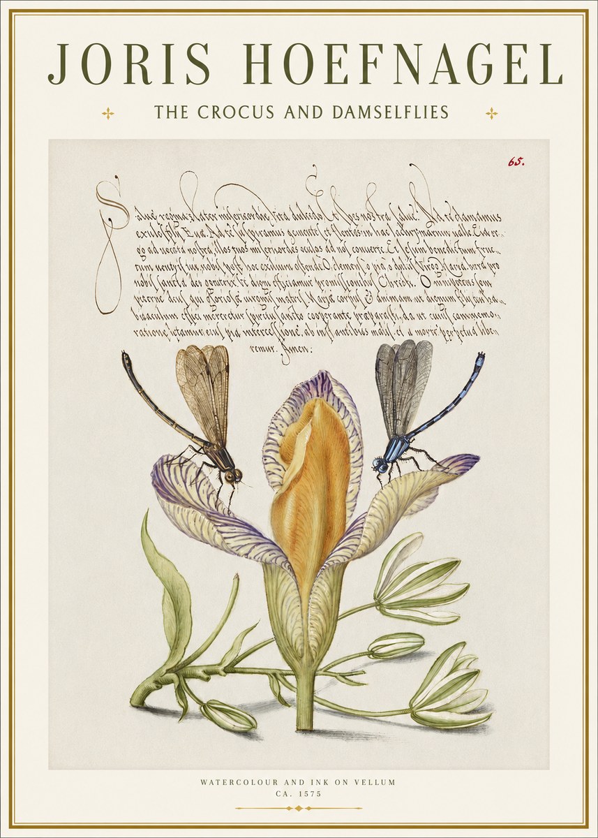 Joris Hoefnagel The Crocus and Damselflies No1 - Plakat