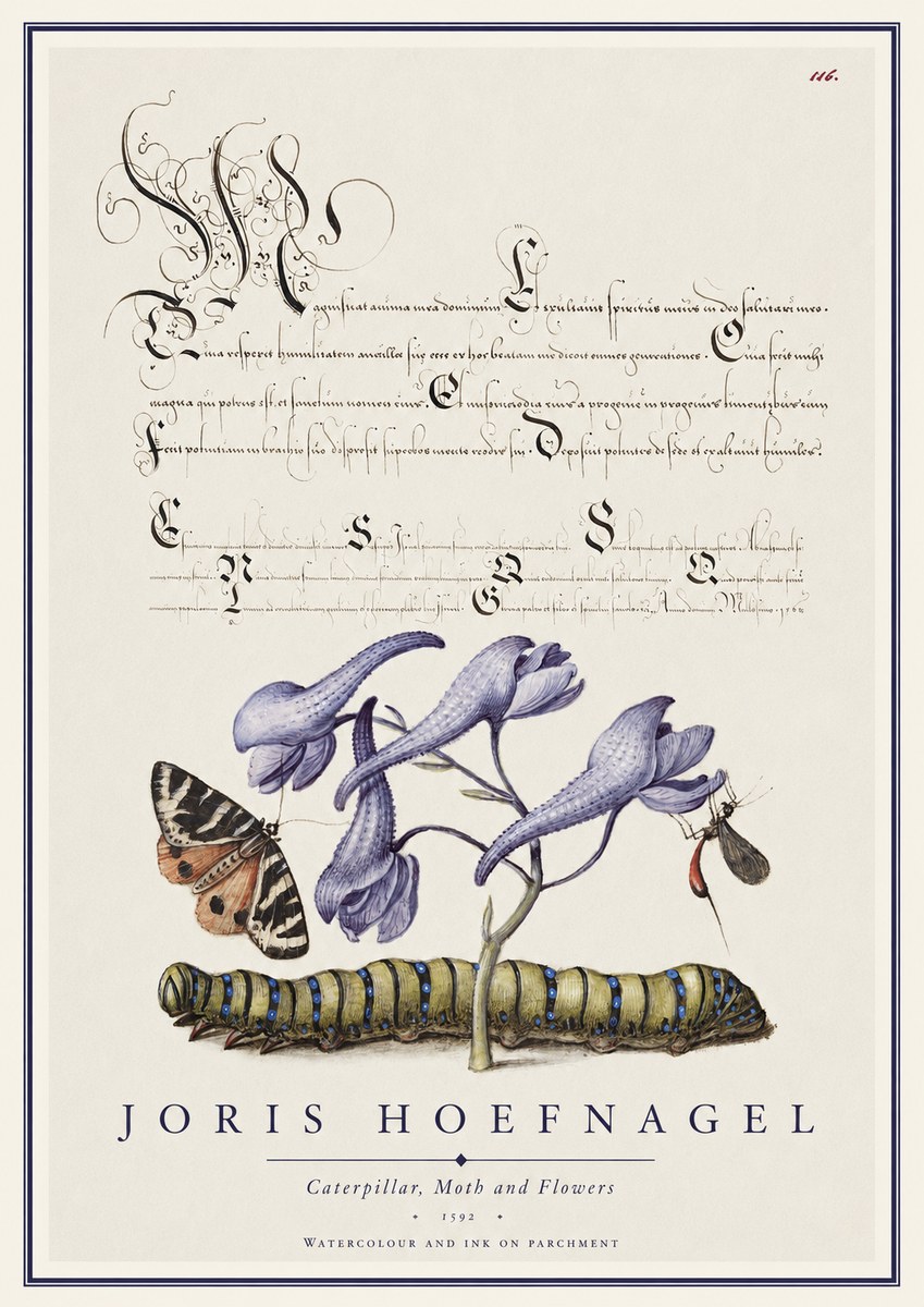 Joris Hoefnagel Caterpillar, Moth and Flowers No1 - Plakat