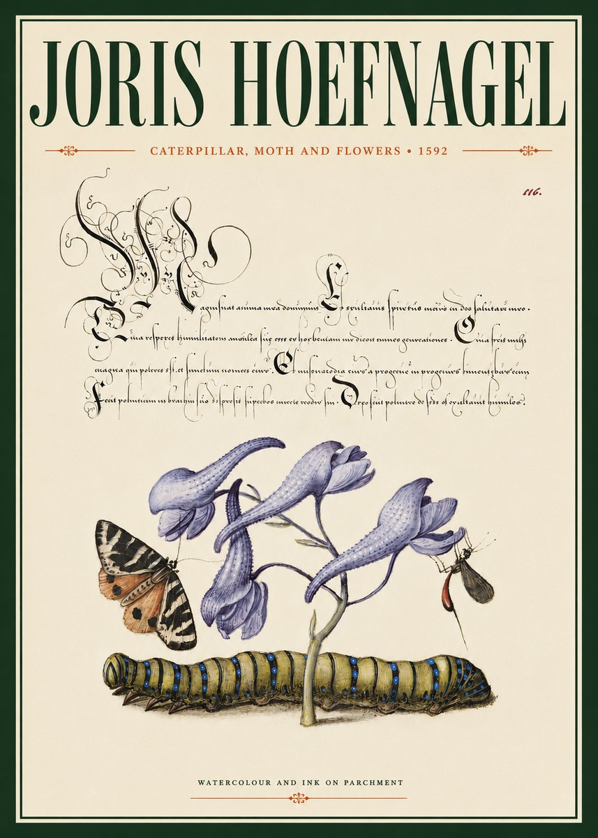 Joris Hoefnagel Caterpillar, Moth and Flowers No4 - Plakat