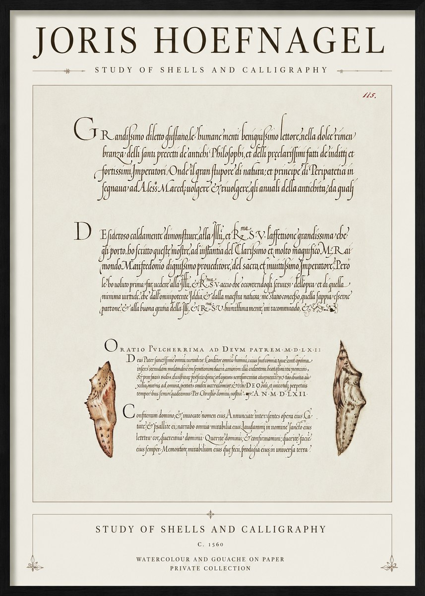 Joris Hoefnagel Study of Shells and Calligraphy No1 - Plakat