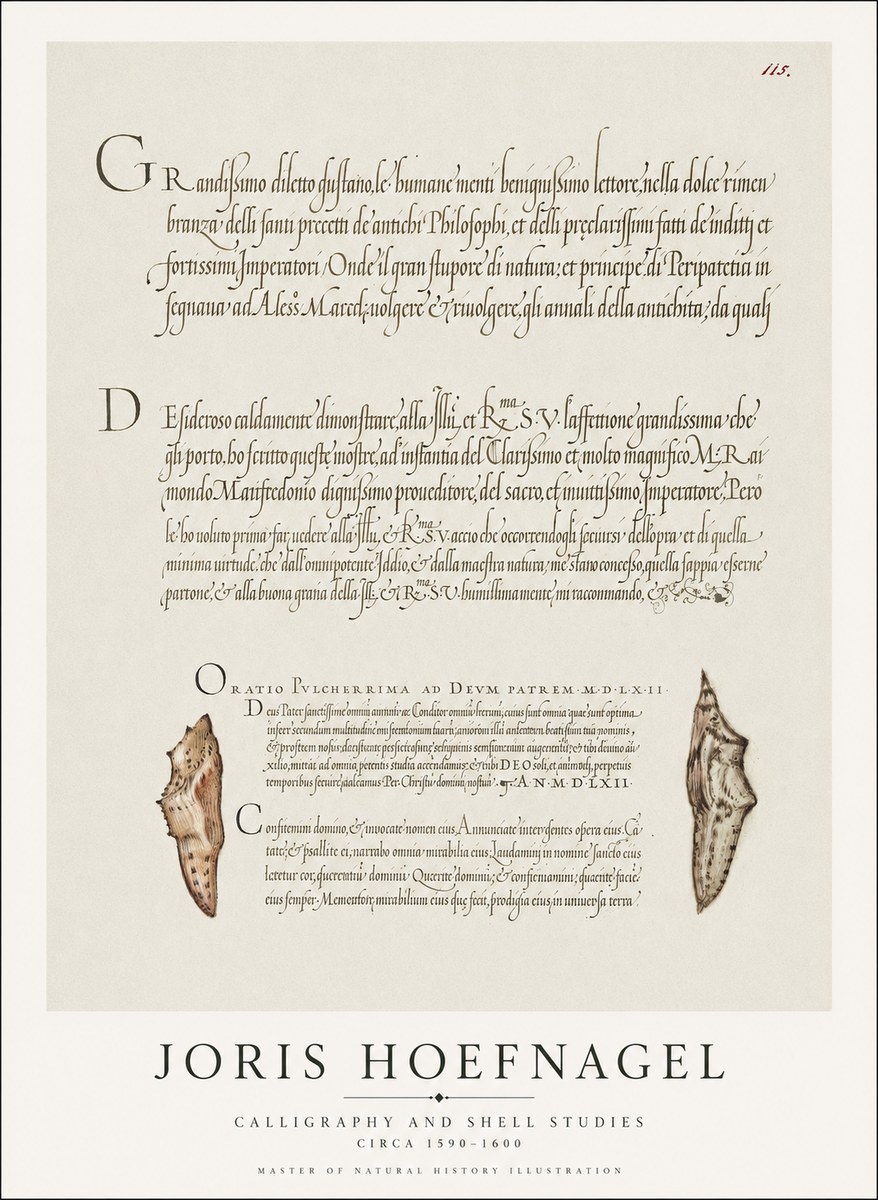 Joris Hoefnagel Study of Shells and Calligraphy No2 - Plakat