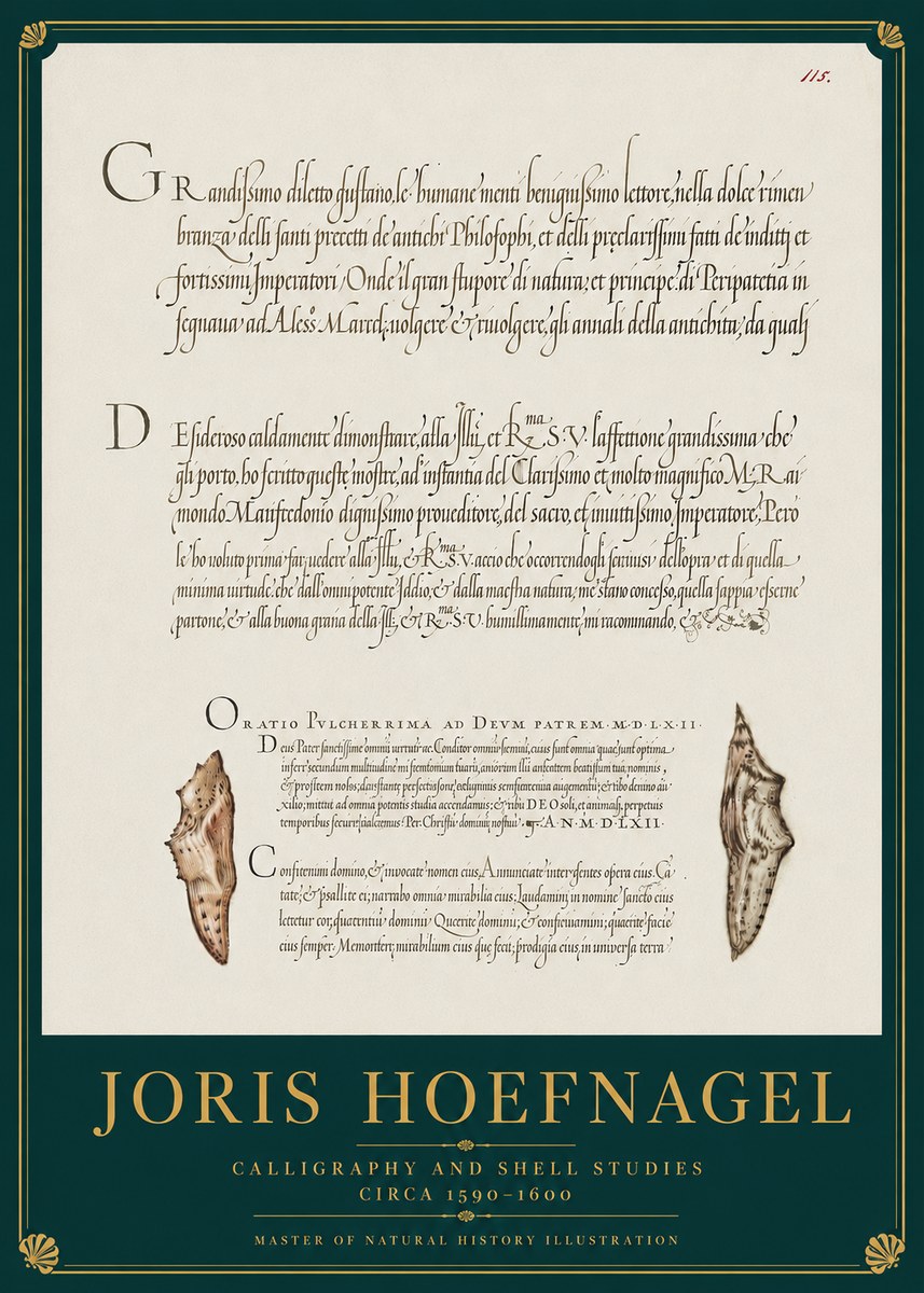 Joris Hoefnagel Study of Shells and Calligraphy No4 - Plakat