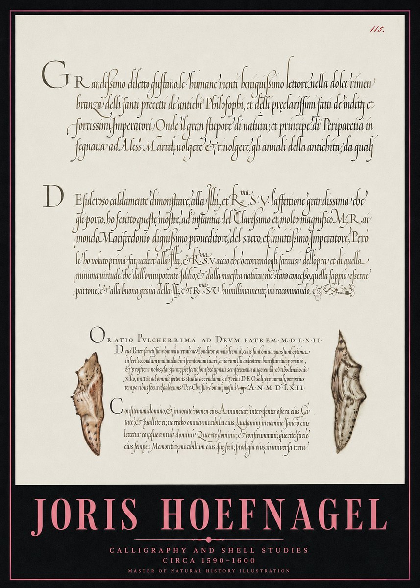 Joris Hoefnagel Study of Shells and Calligraphy No5 - Plakat