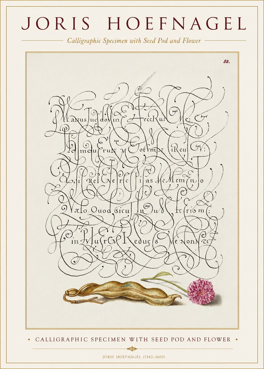 Joris Hoefnagel Calligraphic Specimen with Seed Pod and Flower No1 - Plakat