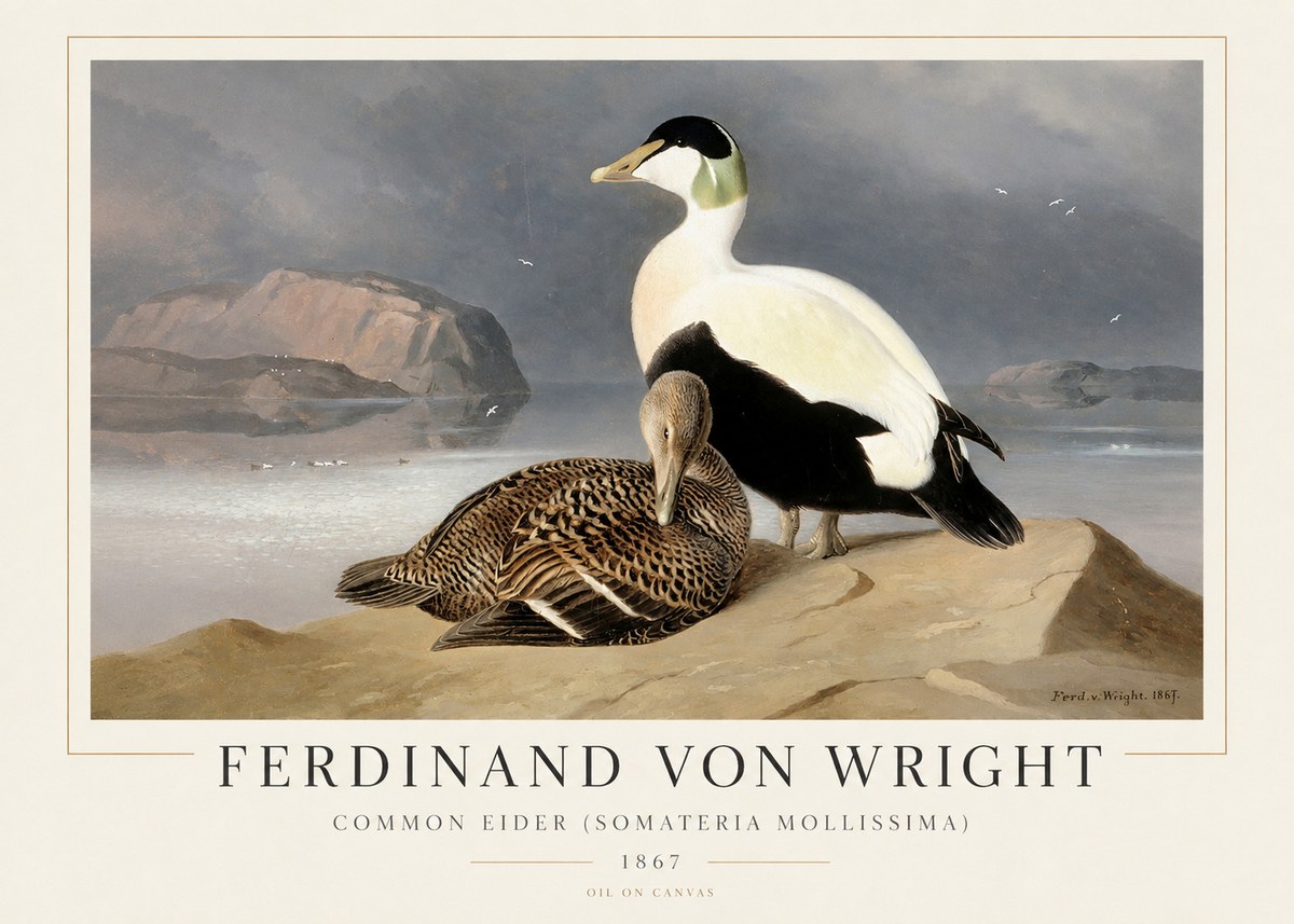 Ferdinand von Wright Common Eider (Somateria Mollissima) No1 - Plakat