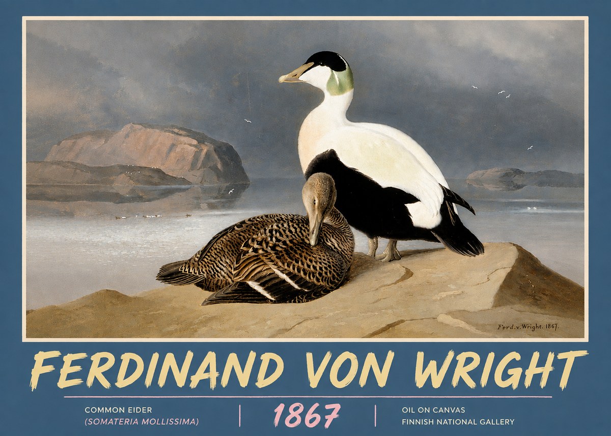 Ferdinand von Wright Common Eider (Somateria Mollissima) No5 - Plakat