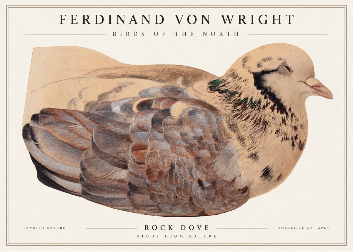Ferdinand von Wright Turtle Dove Study No2 - Plakat