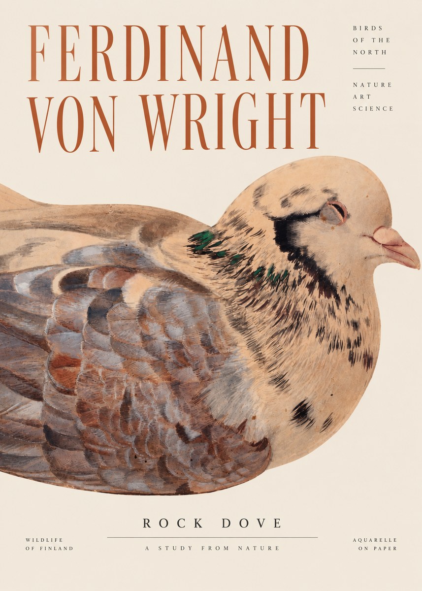 Ferdinand von Wright Turtle Dove Study No4 - Plakat