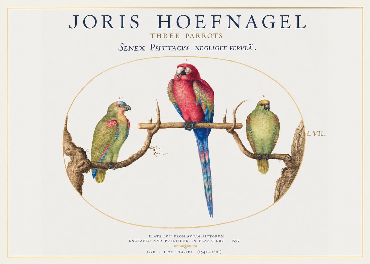 Joris Hoefnagel Three Parrots No1 - Plakat