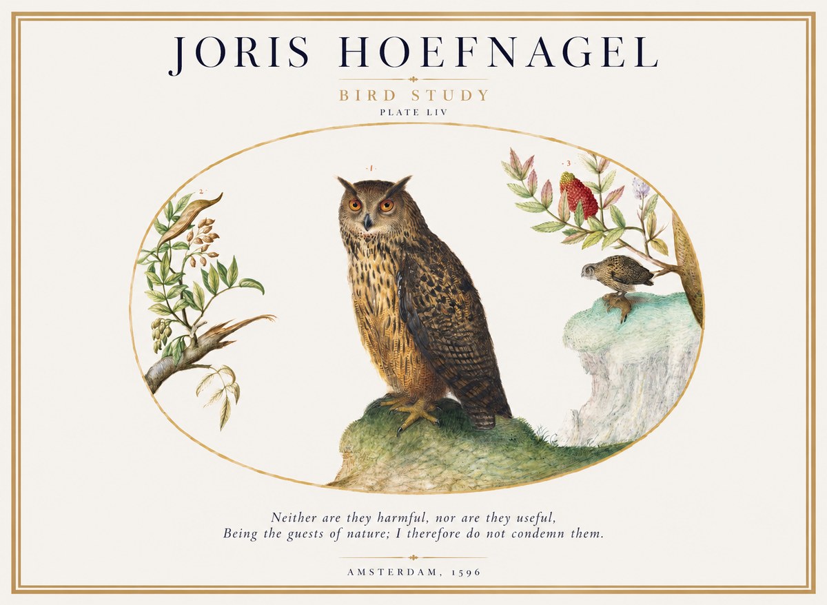 Joris Hoefnagel Bird Study Plate Liv No1 - Plakat