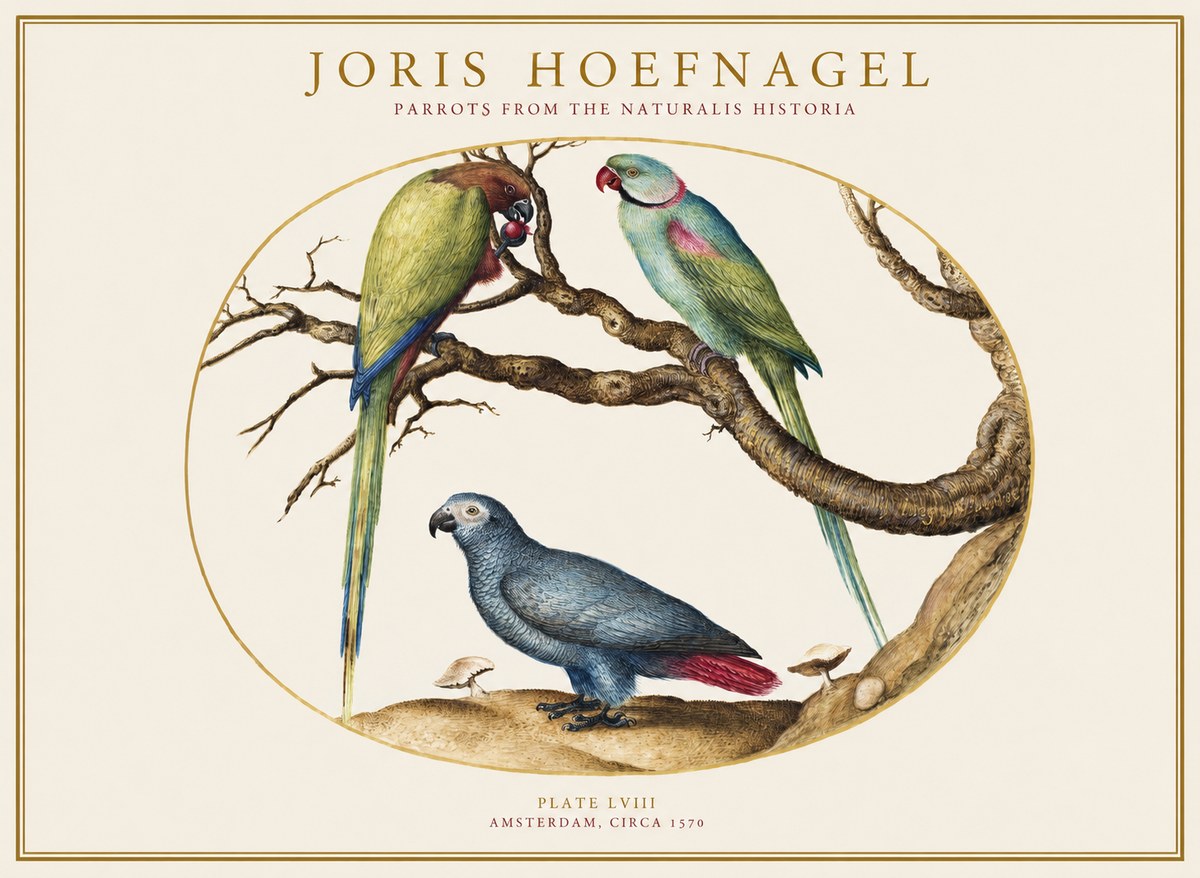 Joris Hoefnagel Parrots from the Naturalis Historia No1 - Plakat