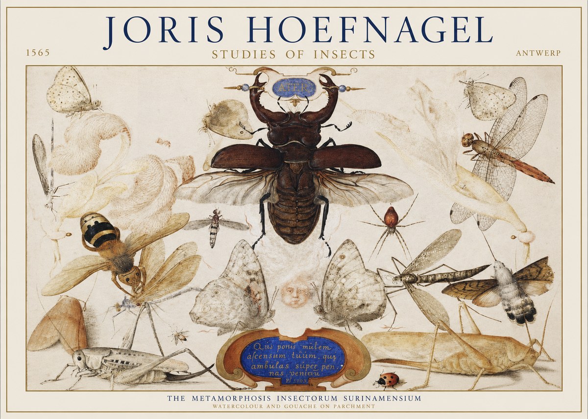 Joris Hoefnagel Studies of Insects I No1 - Plakat
