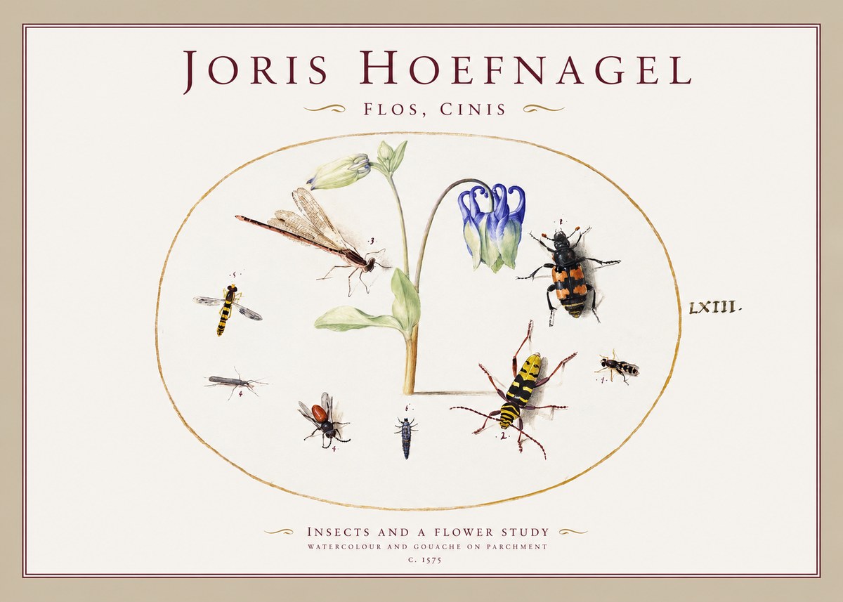Joris Hoefnagel Insects and a Flower Study No1 - Plakat