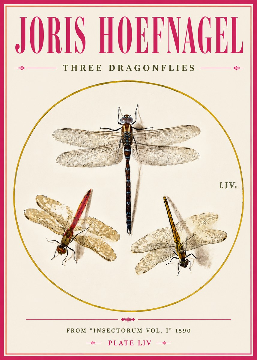 Joris Hoefnagel Three Dragonflies No5 - Plakat