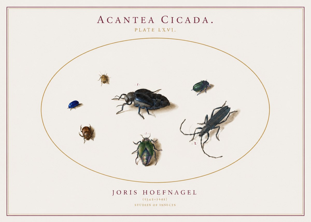 Joris Hoefnagel Acanthia Cicada No3 - Plakat