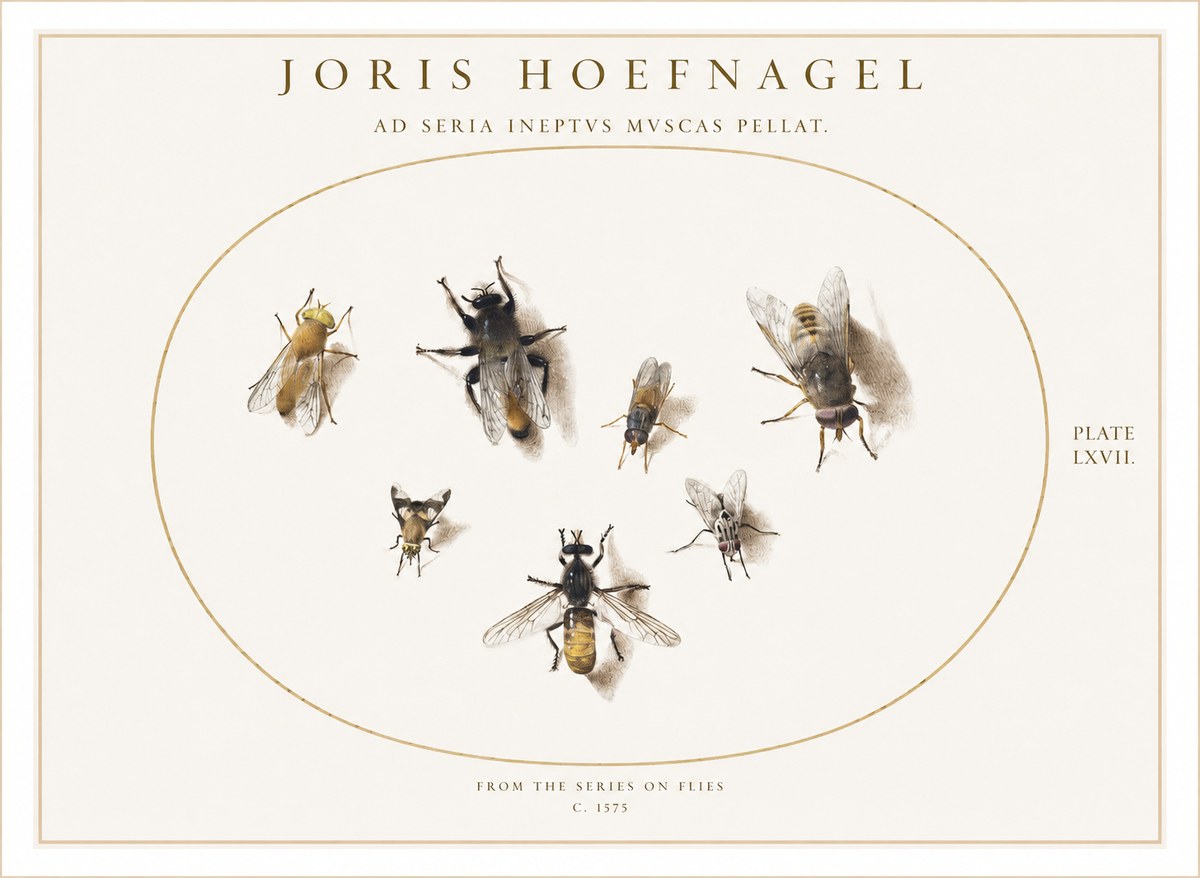 Joris Hoefnagel From the Series on Flies - Plate Lxvii. No1 - Plakat