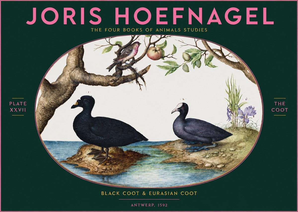 Joris Hoefnagel The Coot No2 - Plakat