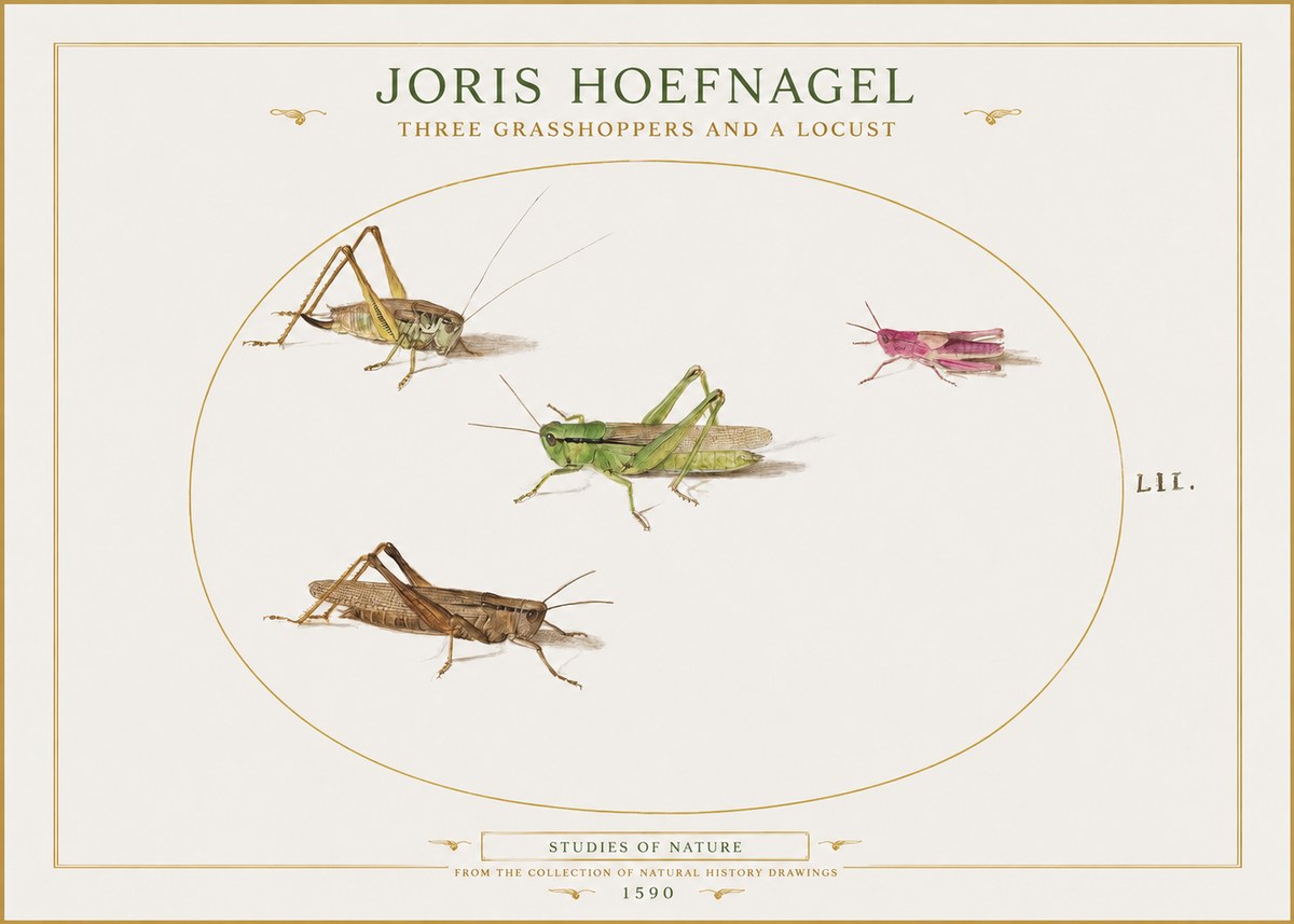 Joris Hoefnagel Three Grasshoppers and a Locust No1 - Plakat