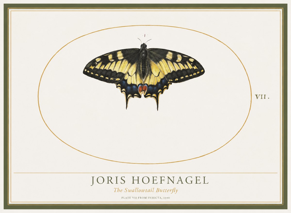 Joris Hoefnagel Study of a Swallowtail Butterfly No5 - Plakat