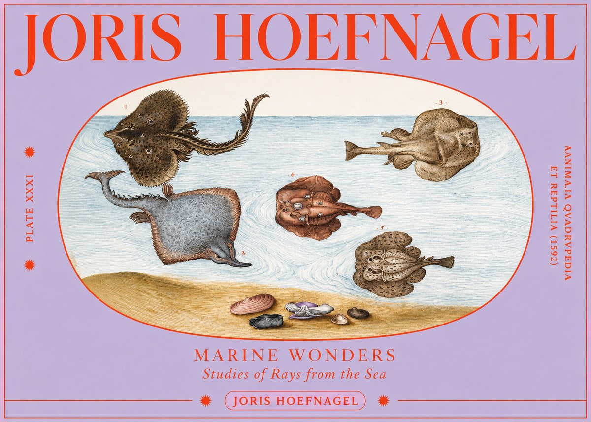 Joris Hoefnagel Studies of Rays and Shells No4 - Plakat