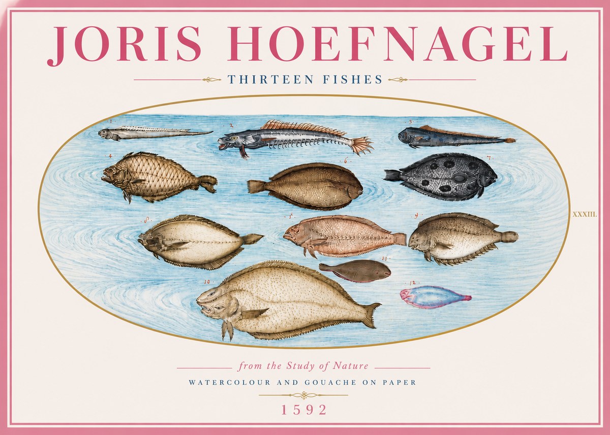 Joris Hoefnagel Thirteen Fishes from the Study of Nature No5 - Plakat