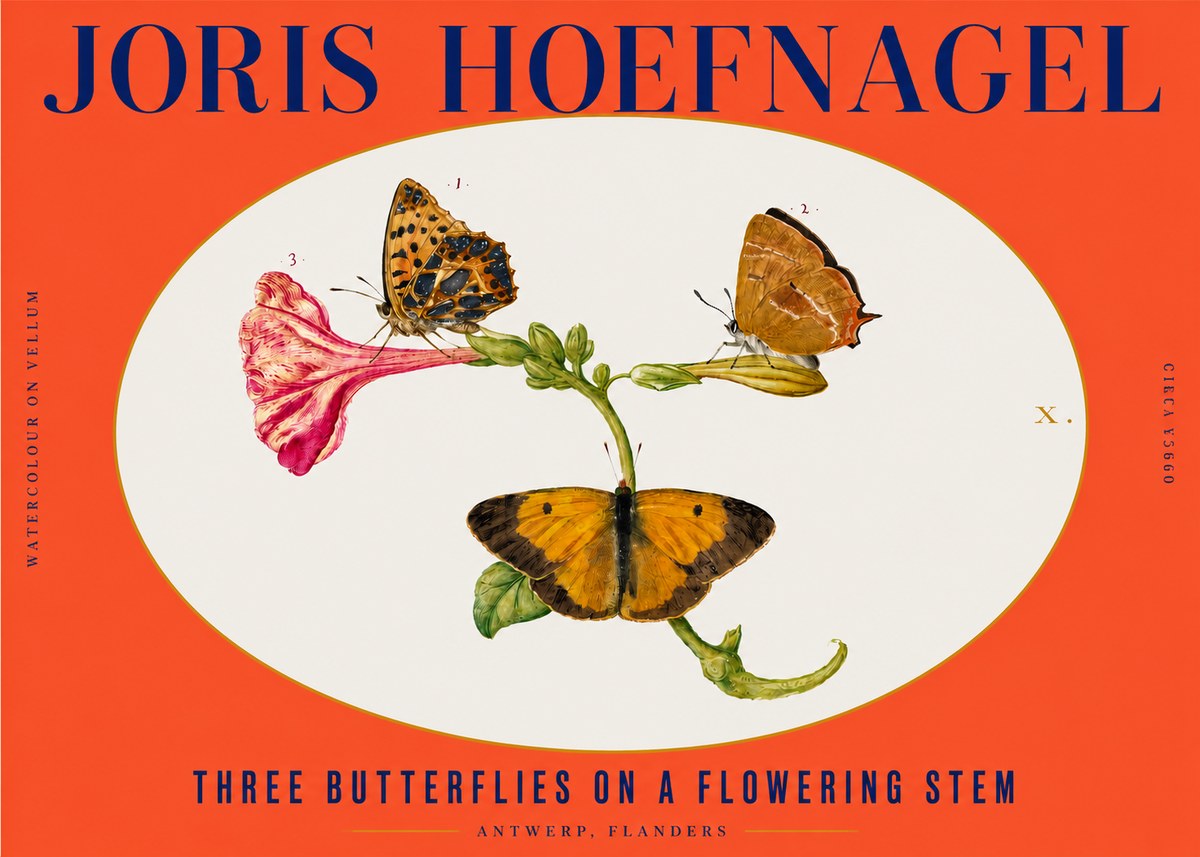 Joris Hoefnagel Three Butterflies on a Flowering Stem No3 - Plakat