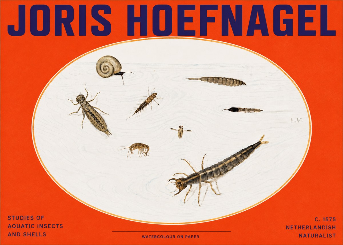 Joris Hoefnagel Studies of Aquatic Insects and Shells No2 - Plakat