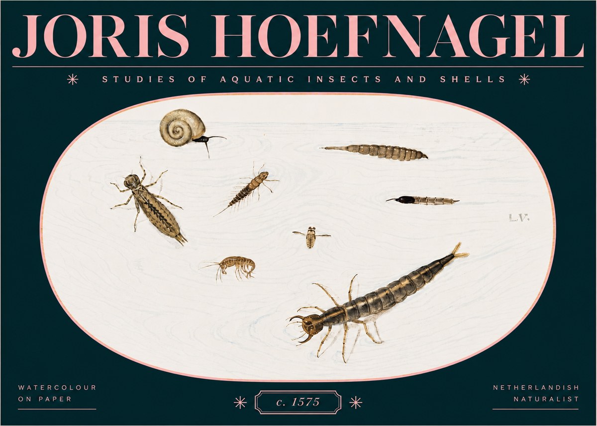 Joris Hoefnagel Studies of Aquatic Insects and Shells No3 - Plakat