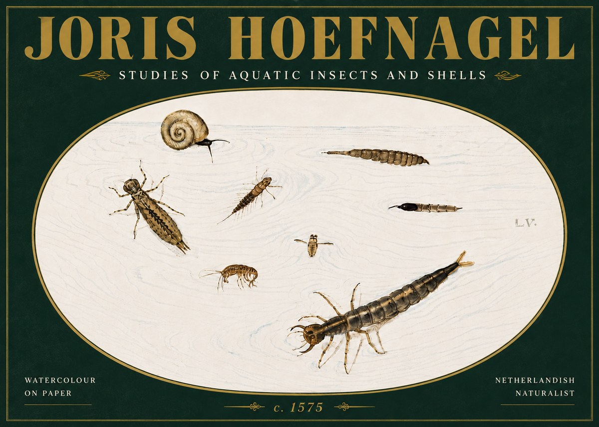 Joris Hoefnagel Studies of Aquatic Insects and Shells No5 - Plakat