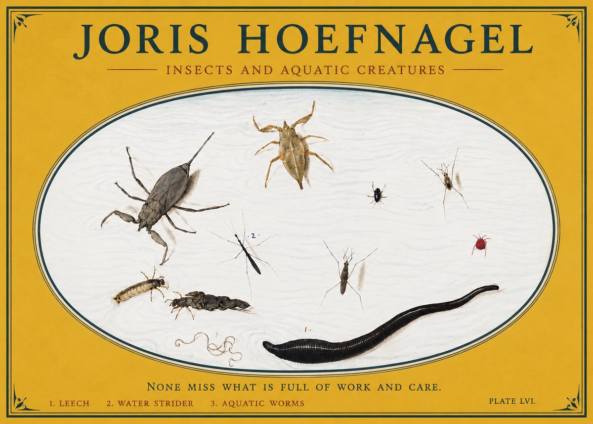 Joris Hoefnagel Insects and Aquatic Creatures No3 - Plakat