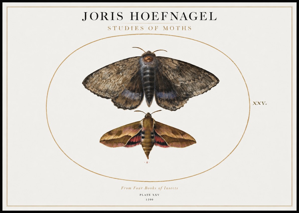 Joris Hoefnagel Studies of Moths I No1 - Plakat