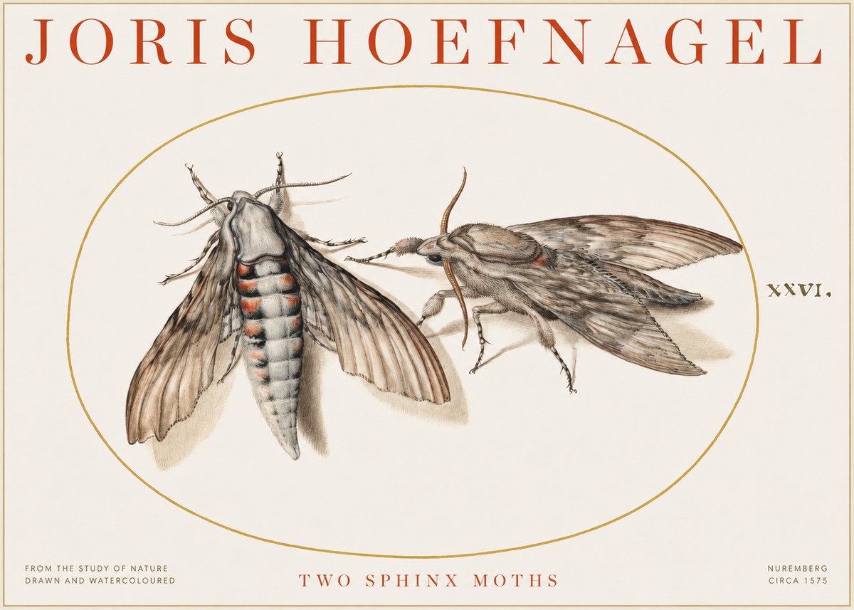 Joris Hoefnagel Two Sphinx Moths No1 - Plakat