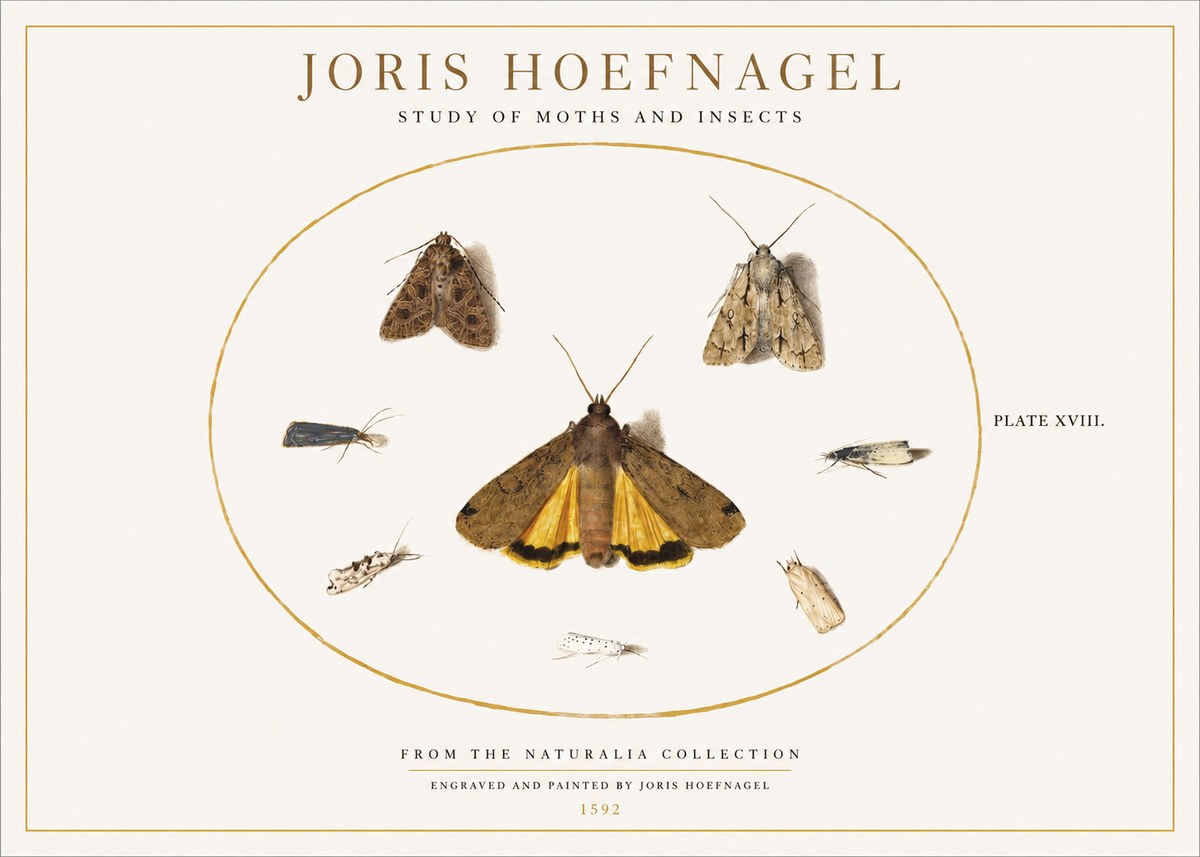 Joris Hoefnagel Study of Moths and Insects No1 - Plakat