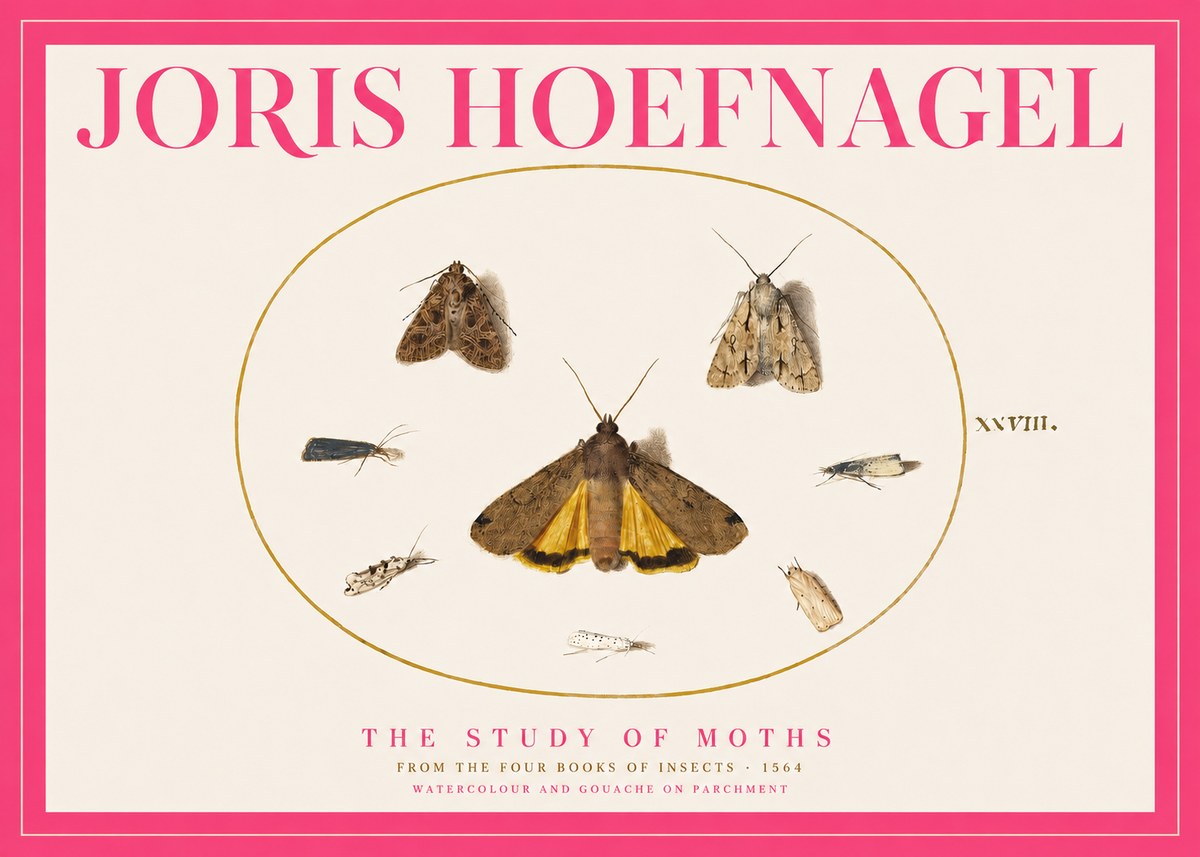 Joris Hoefnagel Study of Moths and Insects No5 - Plakat