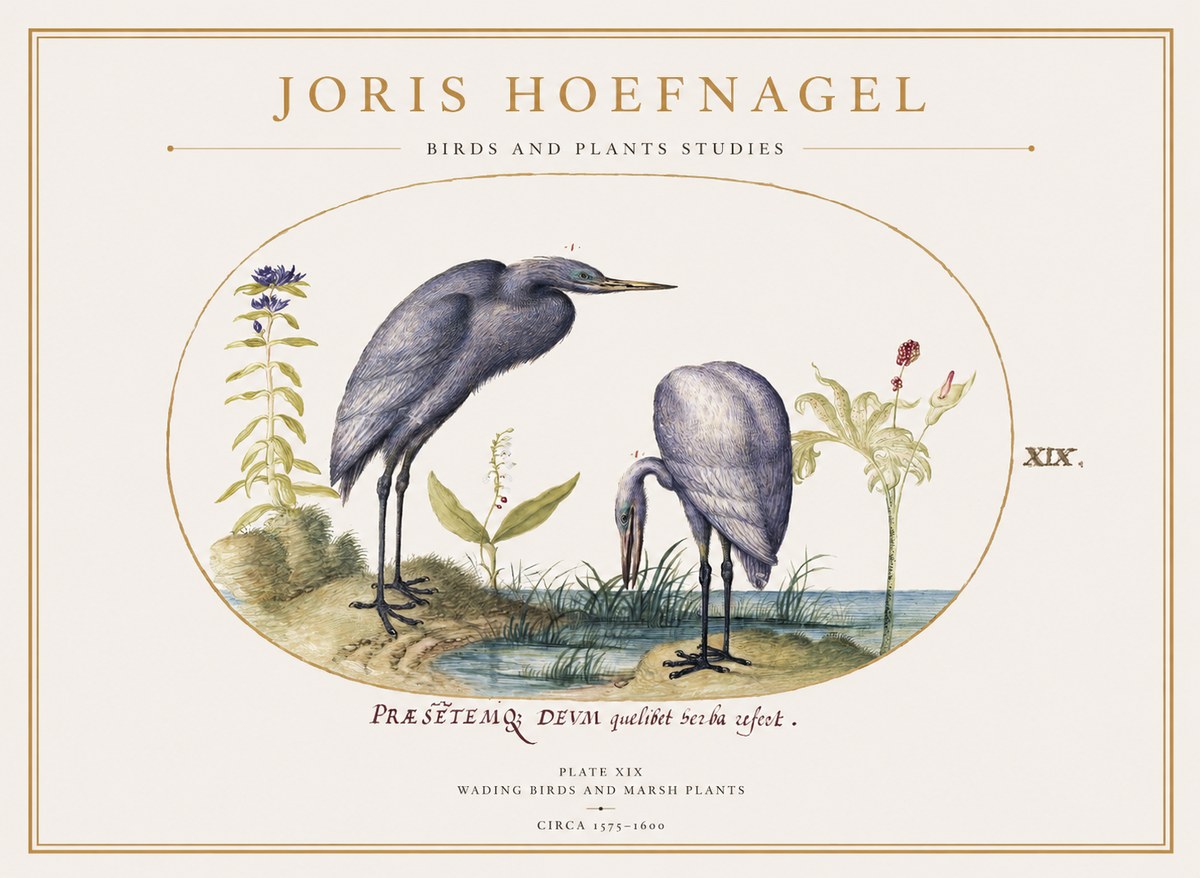 Joris Hoefnagel Wading Birds and Marsh Plants No1 - Plakat