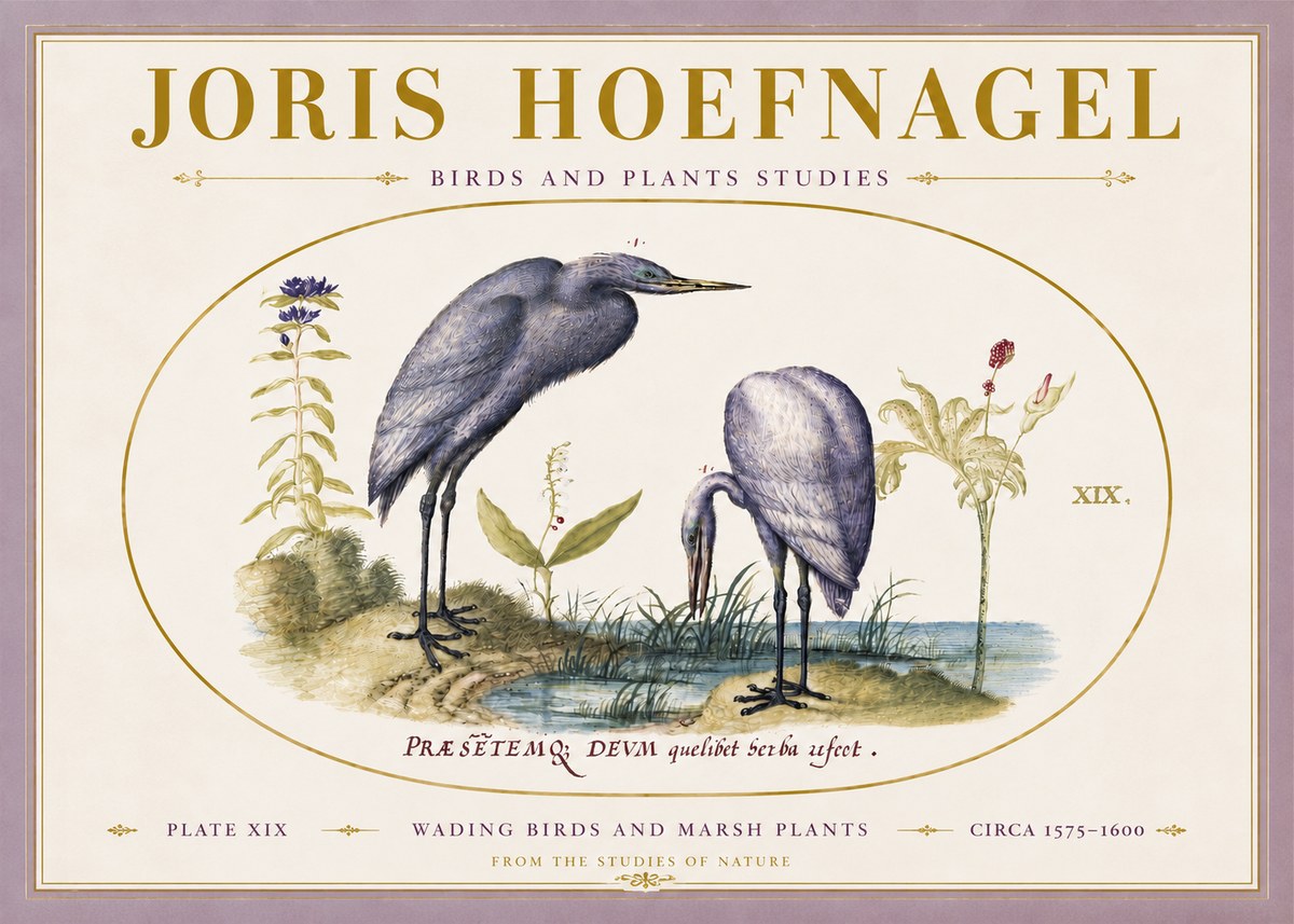 Joris Hoefnagel Wading Birds and Marsh Plants No5 - Plakat