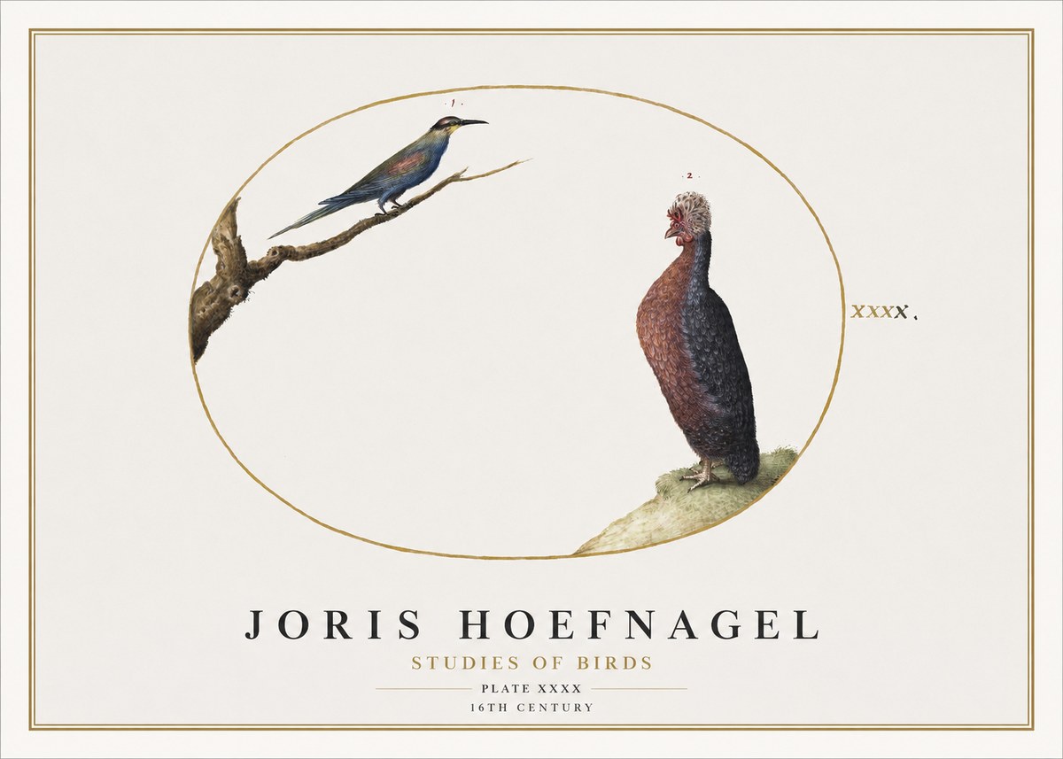 Joris Hoefnagel Studies of Birds I No2 - Plakat