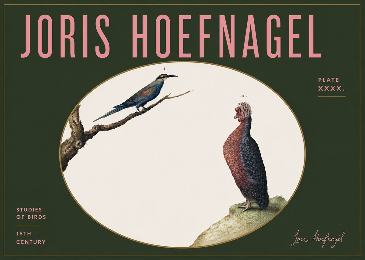 Joris Hoefnagel Studies of Birds I No5 - Plakat