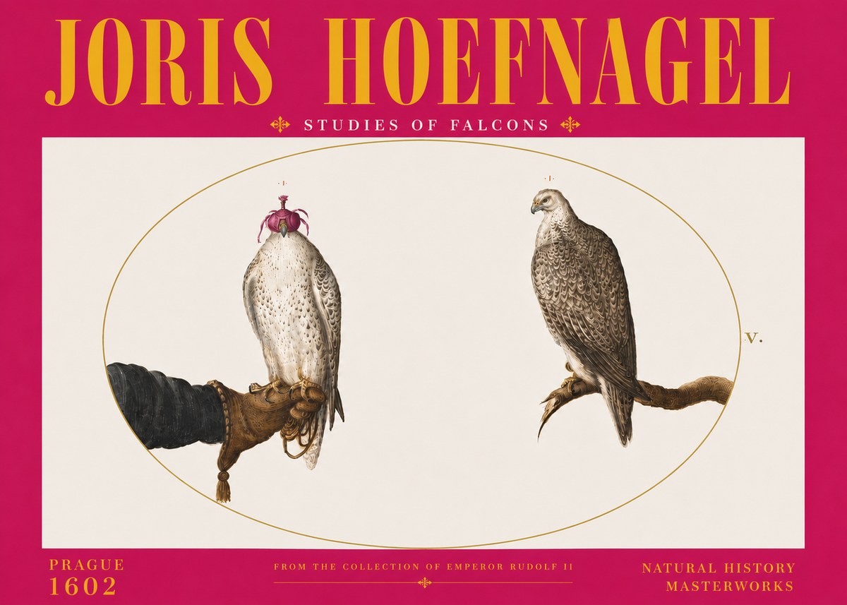 Joris Hoefnagel Studies of Falcons No6 - Plakat