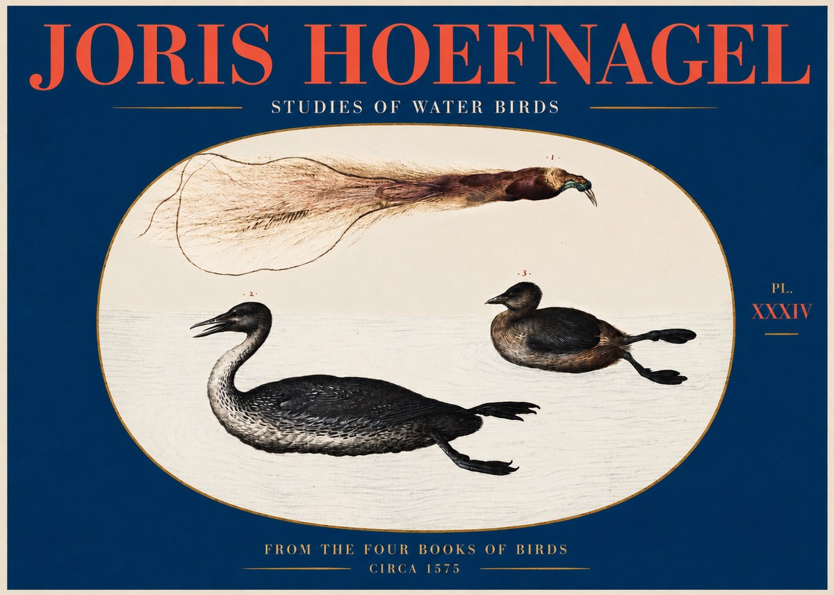 Joris Hoefnagel Studies of Water Birds No2 - Plakat