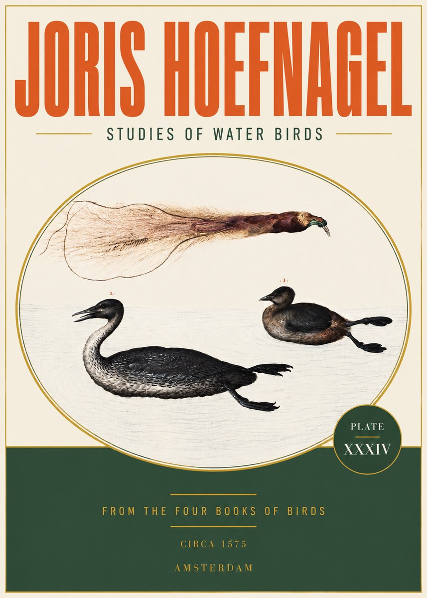 Joris Hoefnagel Studies of Water Birds No3 - Plakat